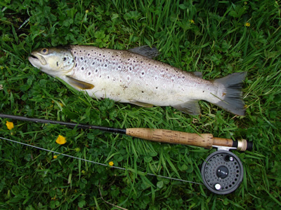 River Avon trout